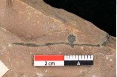 Foto (Detailsansicht) von Quercus palaeoilex Ettingshausen (NHMW-GEO-2024-0188-0760)